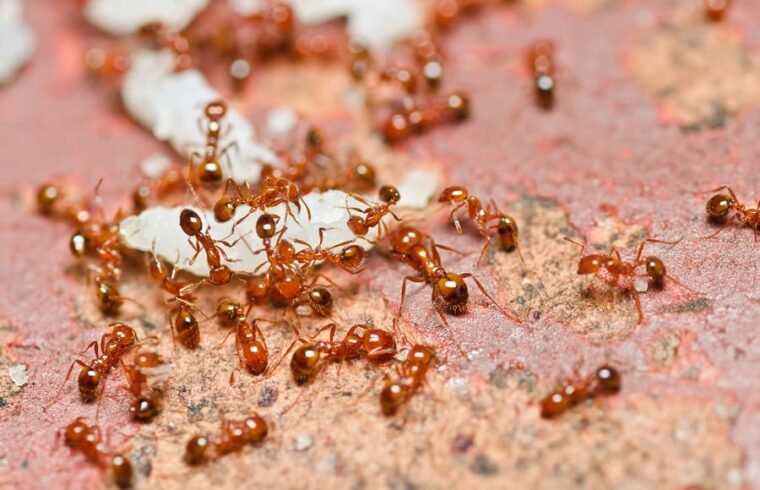 Ant-keeping advice and tips